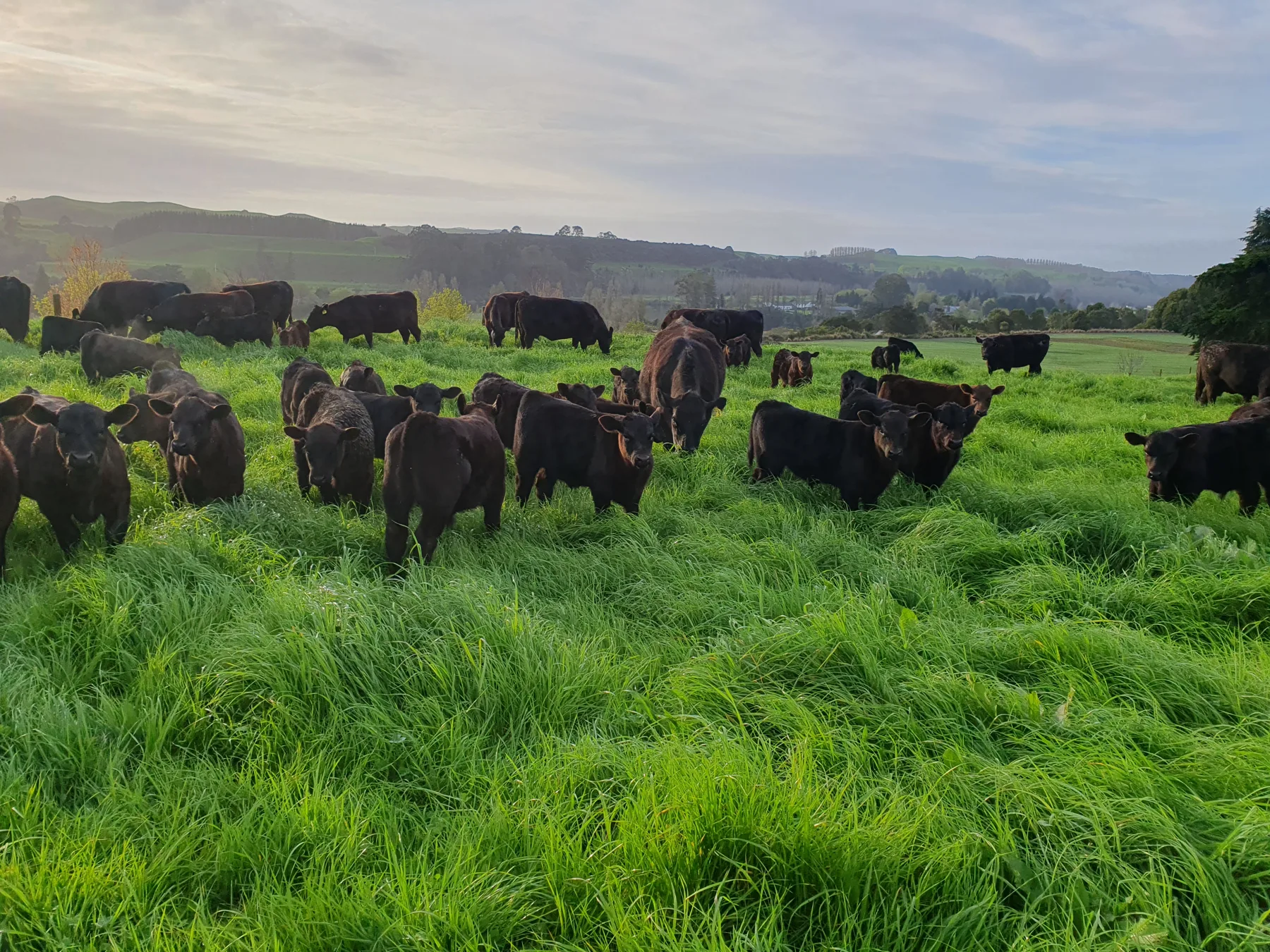 The Angus herd in deep pasture