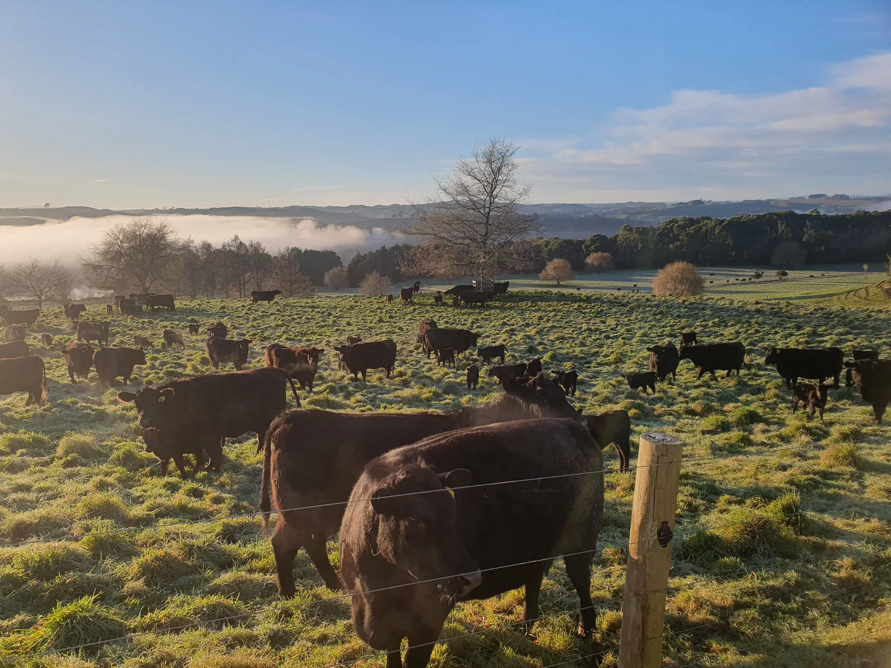 Morning mist over the herd