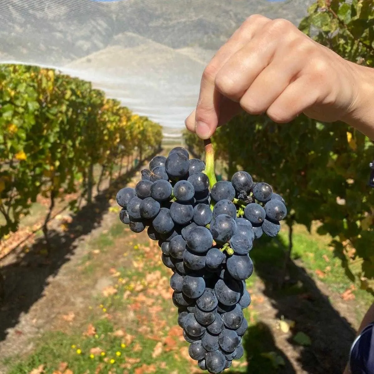 The Takapoto vineyard