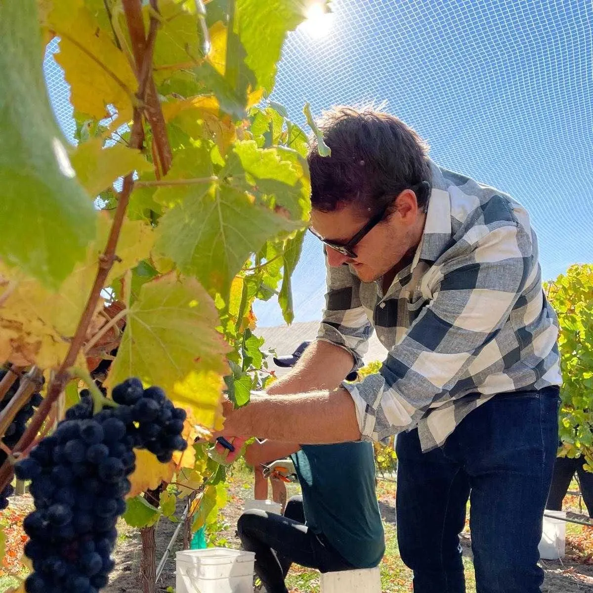 The Takapoto vineyard