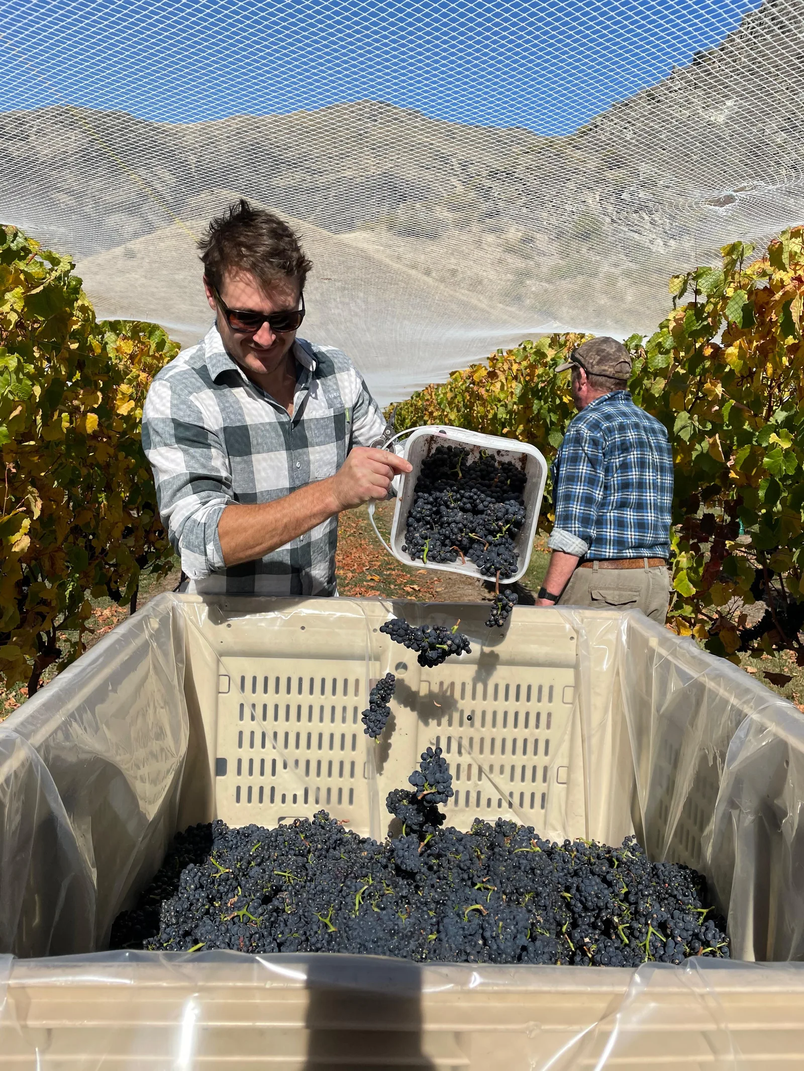 Alex Coldicutt tipping hand-picked Pinot Noir into the bin at harvest
